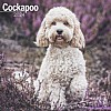 Cockapoo Calendar